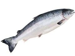 salmon fish. - Image 1