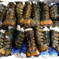 Premium Live Lobsters Fresh Sweet Meat Top Quality Seafood Handpicked for Restaurants Hotels Catering and Export Buyers - Image 3