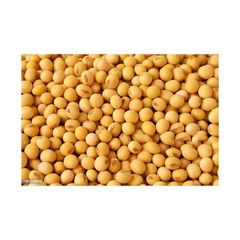 High Quality Based Non-GMO Wholesale Fresh SOYBEAN High Quality Ready to Ship - Image 1