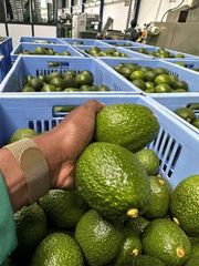 Premium Kenyan Hass Avocados – Fresh Export Quality – product photo 2, product detail gallery