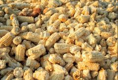 Corn Cob - Image 4