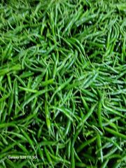 Fresh Green Chilli - Image 5