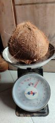 Semi-husked Coconut – product photo 1, product detail gallery