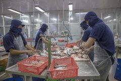 Free sample Panga Wholesale Frozen sutchi Pangasius Basa Tra Swai Butterfly cut Fish IQF Bulk 10kg packing in Vietnam - Image 6
