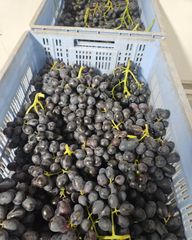 Fresh Midnight Beauty Sugra 13 Seedless Grapes for sale!! Class 1 export quality black seedless grapes for export – product photo 1, product detail gallery
