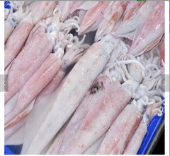 cheap Price Frozen Whole Loligo Squid (Seafood) Dried squid whole argentina illex squid - Image 4