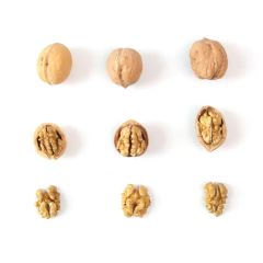 Brain Health Raw Nuts Snacks Walnut Kernel 20FT 8mt Storage Shade Trademark sugo Processing Raw Origin Xinjiang Model NO. - Image 2