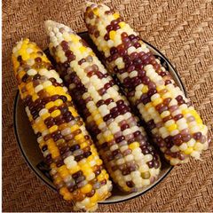 frozen sweet corn kernels IQF Frozen Grain Waxy Glutinous Colorful Organic Corn Cob - Image 3