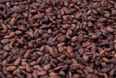 Premium Cocoa Beans For Chocolate Making And Confectionery Production With Rich Flavor Natural Aroma – product photo 1, product detail gallery