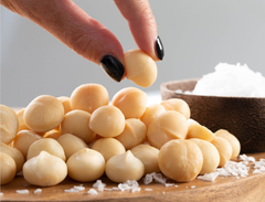 Competitive Price Macadamia in Shell, Raw Dried Macadamia Nuts in Shell Large Kernel Bulk Supply - Image 2