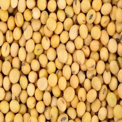 Premium Non-GMO Soybean-High Quality Organic and safe Soy Beans For Food and Feed - Image 4