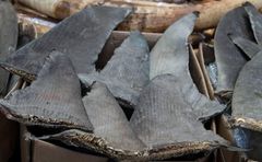 Shark Fins - Image 1