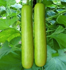 Fresh Bottle Gourd - Image 5