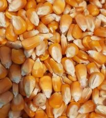 Best quality cheap pricesPremium Yellow Maize Yellow Corn for Animal Feed  Export Quality South Africa - Image 5