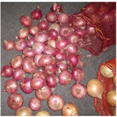 Best Quality Natural Vegetables Best Stock Bulk 100% Fresh farm healthy Onion at Low Prices Wholesale – product photo 3, product detail gallery