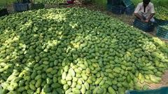 Hot Selling Best Quality Fresh Natural Healthy Mango Fruit Sweet Flavor Available At Wholesale in Reasonable Price - Image 6