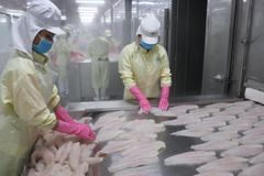 Pangasius Frozen Pangasius Fillet Steak from Vietnam wholesale/Frozen Swai Fish best price - Image 4
