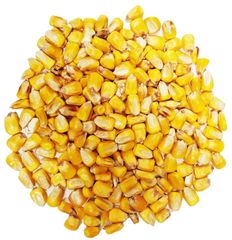 Yellow Corn With Exceptional Color Yellow Corn Ideal For Industrial Processing And Large Scale Procurement - Image 2