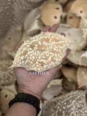 Premium Dried Crab Shell Eco- Friendly for Stuffing & Decoration - Image 2