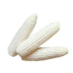White Corn Packed For Processing White Corn With Moisture 100% Optimized For Milling And Food Manufacturing - Image 5