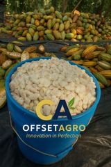 COCOA BEANS – product photo 4, product detail gallery