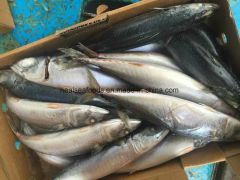Frozen Blue Mackerel Fish/Chub Mackerel Style Whole Origin China Model NO. 022 Processing BQF HS Code 03035400 Trademark - Image 2