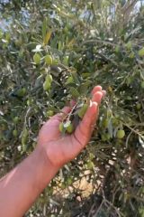 ELIRA Premium Extra Virgin Olive Oil from Morocco – Cold-Pressed from a Family Farm - ELIRA – product photo 3, product detail gallery