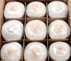 Fresh Coconut Brix Level 6-9° Brix Packaging 9 piece/carton box Weight Per Fruit 800–900 Grams Water Volume 300–350 Ml Per Nut - Image 1