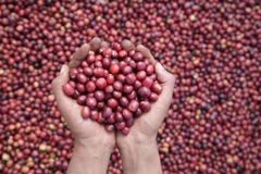 Ethiopian Arabica Coffee - Image 1