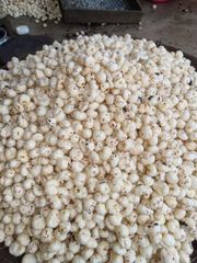 fox nut – product photo 2, product detail gallery