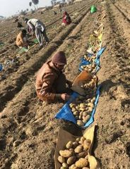 Premium Pakistan Potatoes – Farm Fresh, Perfect for Chips, Fries & Curries |  Powered by Kenhar Enterprises - Image 3