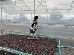 Green Robusta Coffee Beans specialty Fine Robusta in Anaerobic Natural Process Vietnamese New Crop 2023-2024 – product photo 5, product detail gallery