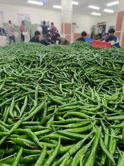 Green Chilli G4 – 1×40FT Container to Sohar Port, Oman – product photo 1, product detail gallery