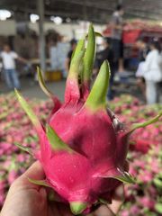 Dragon fruit – product photo 4, product detail gallery