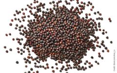 canolo seeds - Image 1