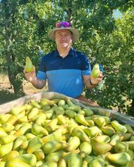 FRESH ABATE FETEL PEARS FOR SALE!! EXPORT QUALITY ABATE FETEL PEARS READY FOR EXPORT – product photo 1, product detail gallery