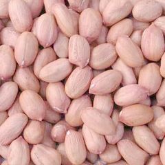 Peanuts Kernels Java and Bold 2024 Grade A Shape Long Type Peanut Style Dried Brand Name KBS Packaging 25 kg Quality 100% - Image 1