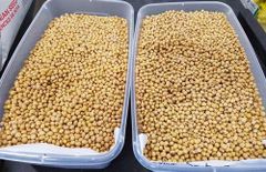 Non GMO Yellow Soyabeans - Image 1