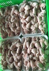 Full of size Frozen skinless bull frog legs GAP KOSHER Certificate from Vietnam - Image 2