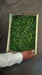 fresh green chilli – product photo 5, product detail gallery