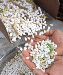 Haricot bean - Image 1