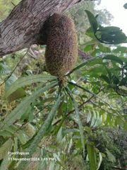 Live Myrmecodia erinacea (Ant Plant) from Papua - Image 4