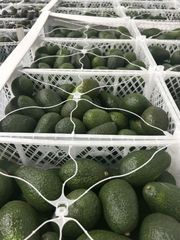 Avocados - Image 3