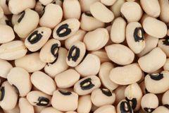 COWPEA SEEDS Grade A GRADE Packaging 30KG, 50KG PP - Image 1