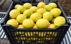 FRESH EUREKA LEMON FOR SALE!! CLASS 1 EXPORT QUALITY EUREKA LEMONS AVAILABLE FOR EXPORT – product photo 2, product detail gallery