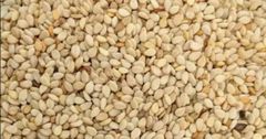 Sesame Seed – product photo 1, product detail gallery