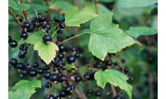 Frozen blackcurrant / Frozen Currant / Frozen Fruits - Image 2