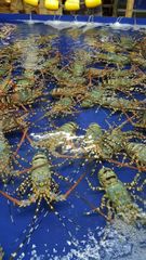 Frozen Fresh Lobsters Wholesale / Frozen Fresh Lobsters Export Bulk Price Fresh Live Lobsters For Food Service Suppliers - Image 4
