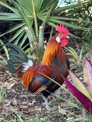Rainbow Rooster and  kroiler Growth Rate Fast Meat Quality Premium Aesthetic Appeal High Farming Practice Sustainable Breed Resistance Disease Resistant - Image 1