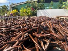 Dried Vanilla Beans Planifolia 16-20cm 1.8-2.4% Vanillin Content Food Grade Vacuum Packed - Image 1